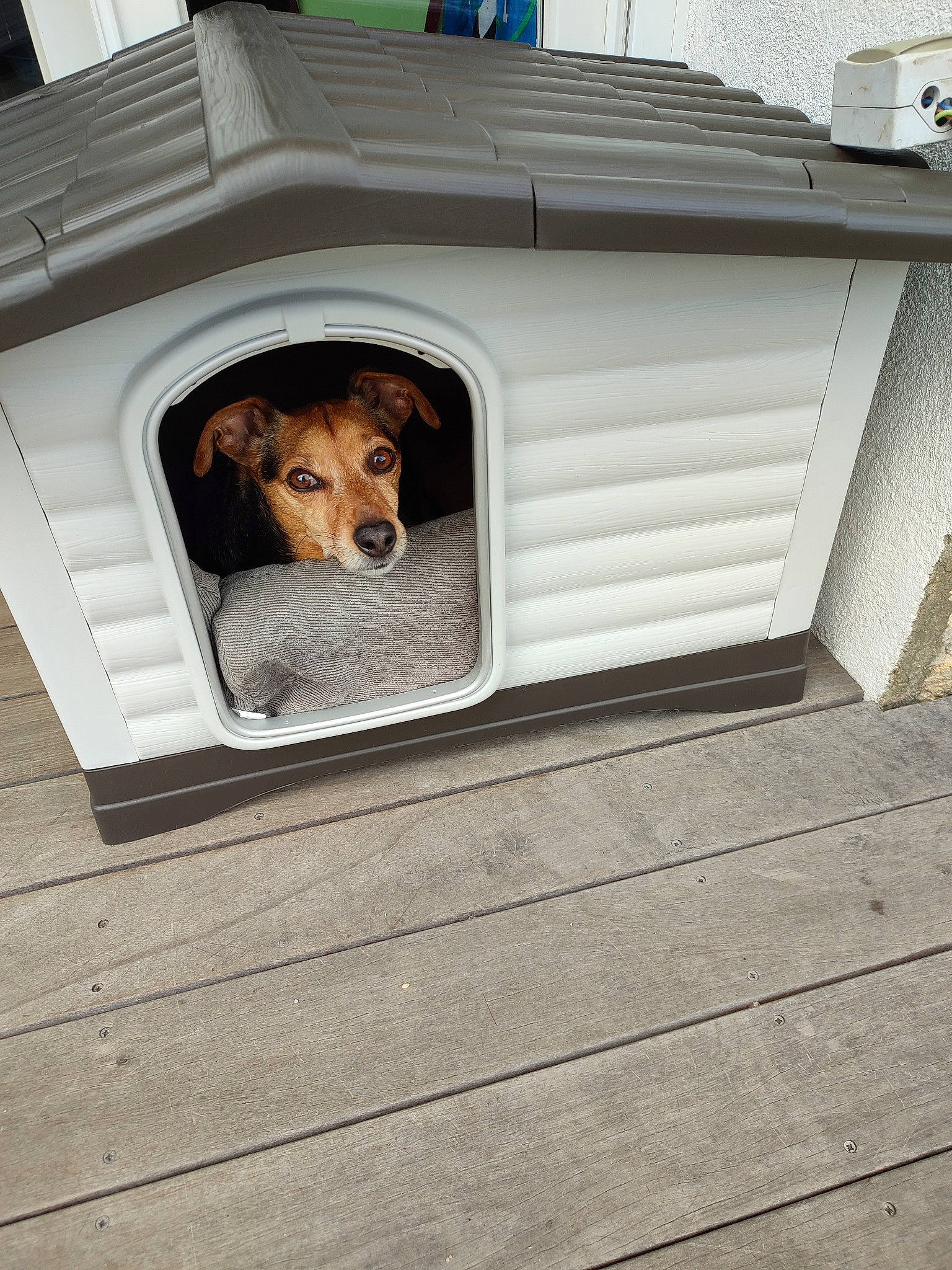 Caleb a rejoint le concours — aidez-le/la à gagner de superbes lots ! automotive_exterior, canidae, carnivore, companion_dog, dog, dog_breed, dog_supply, fawn, floor, flooring, hardwood, pet_supply, plank, rectangle, snout, sporting_group, vehicle, vehicle_door, window, wood