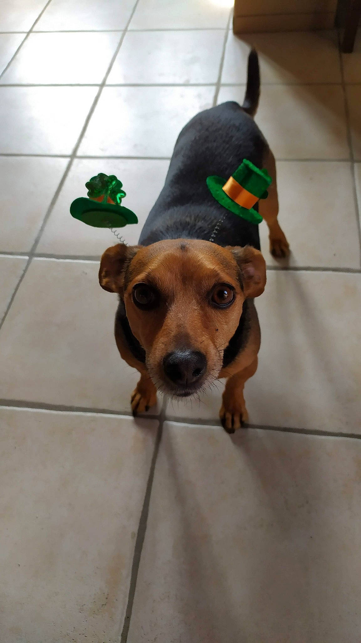 Caleb a rejoint le concours — aidez-le/la à gagner de superbes lots ! canidae, cap, carnivore, collar, companion_dog, dog, dog_breed, dog_clothes, dog_supply, fashion_accessory, fawn, floor, flooring, fur, leash, liver, snout, tile_flooring, whiskers, working_animal