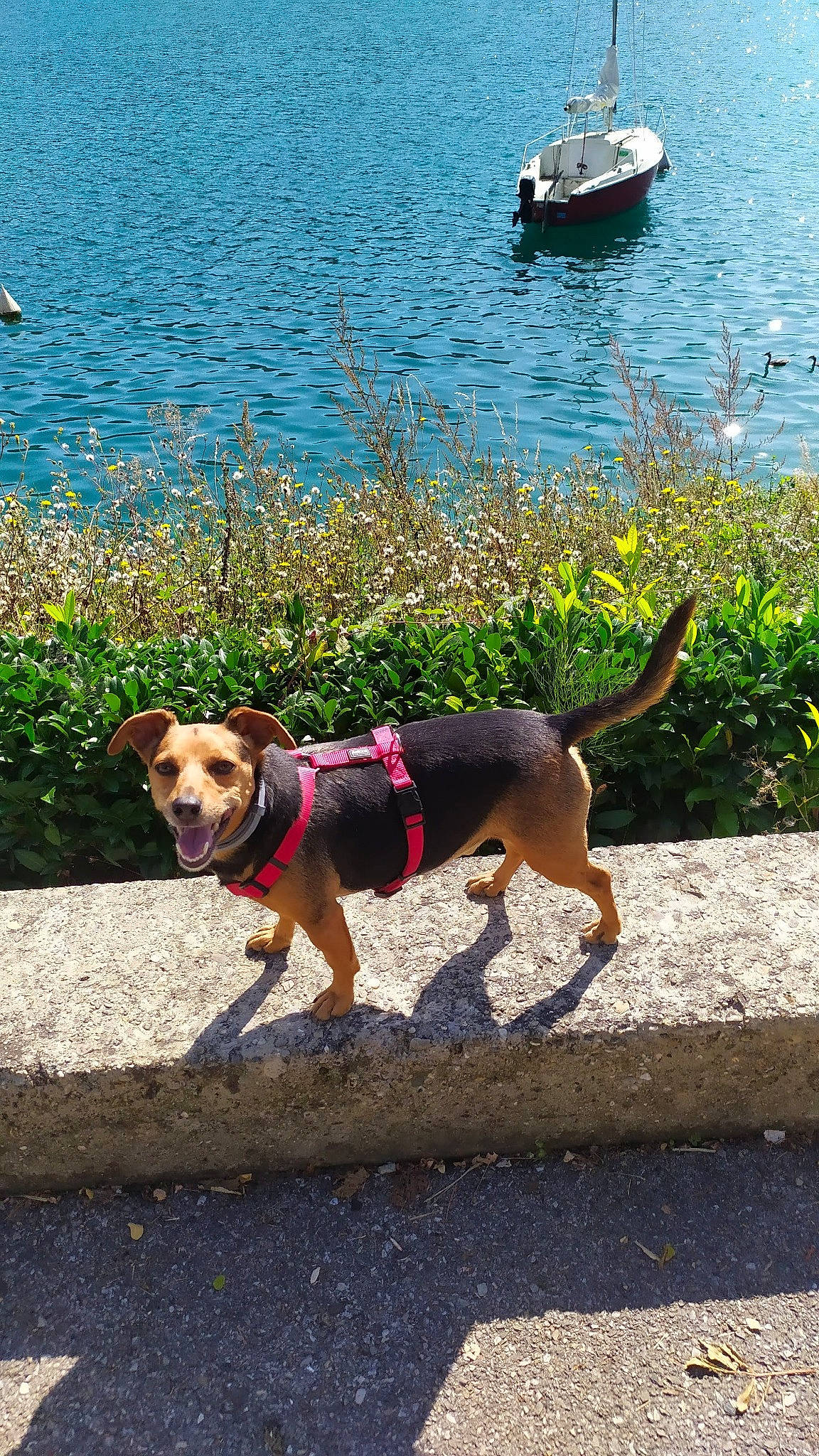 Caleb a rejoint le concours — aidez-le/la à gagner de superbes lots ! boat, body_of_water, carnivore, chair, collar, companion_dog, dog, dog_breed, dog_collar, dog_supply, fawn, grass, lake, leash, leisure, pet_supply, plant, road_surface, water, working_animal