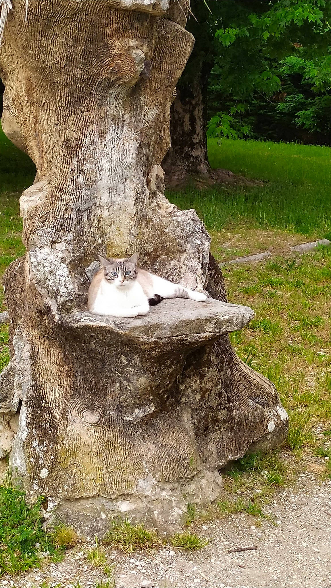 Calia a rejoint le concours — aidez-le/la à gagner de superbes lots ! botany, environmental_art, forest, fungus, grass, groundcover, landscape, natural_landscape, plant, plant_stem, sculpture, soil, spring, terrestrial_plant, tree, tree_stump, trunk, twig, wood, woodland