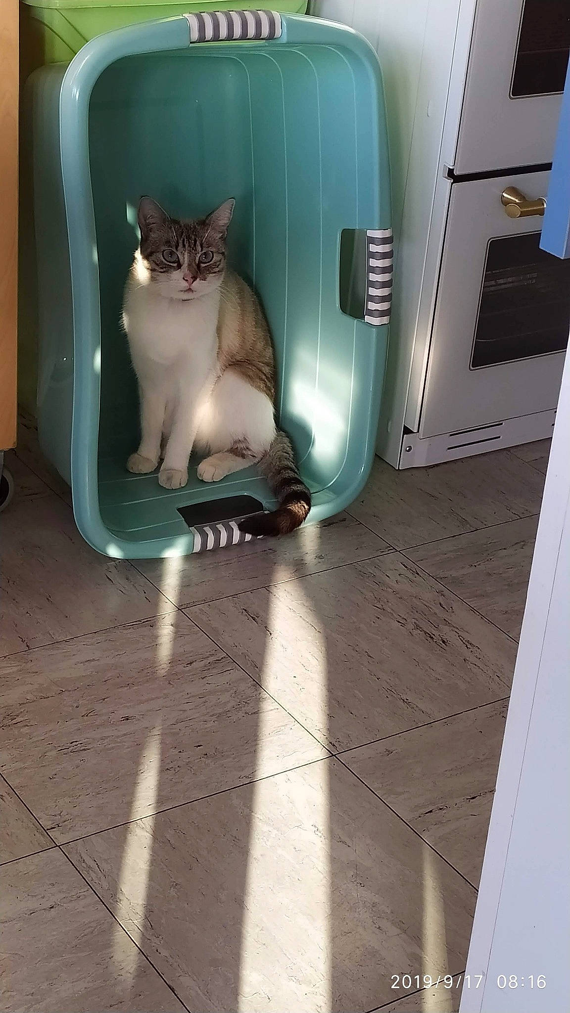 Calia a rejoint le concours — aidez-le/la à gagner de superbes lots ! carnivore, cat, cat_supply, comfort, domestic_short_haired_cat, felidae, floor, flooring, fur, gas, grey, hardwood, home_appliance, machine, pet_supply, room, small_to_medium_sized_cats, tail, whiskers, wood