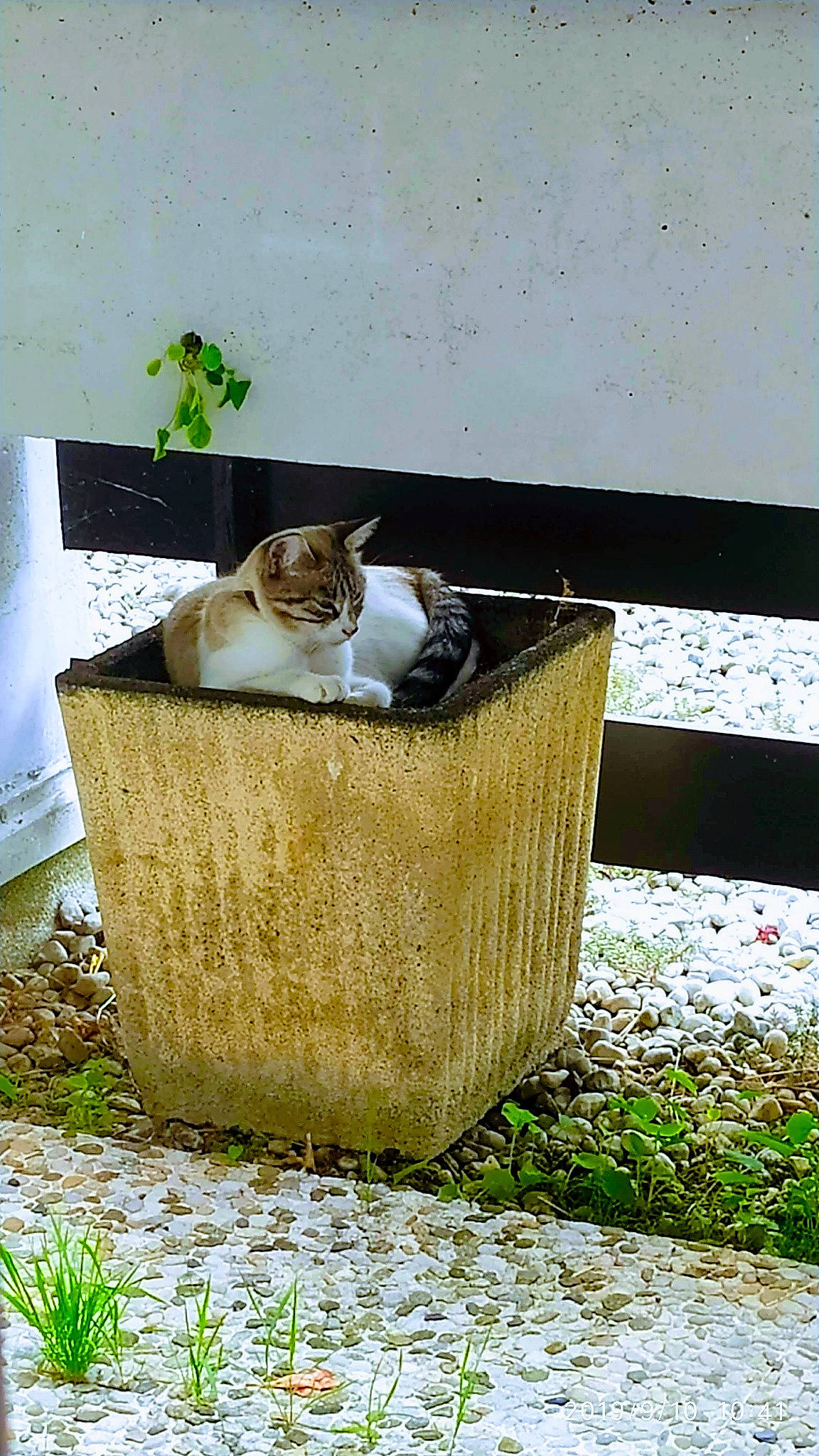 Calia a rejoint le concours — aidez-le/la à gagner de superbes lots ! basket, box, canidae, carnivore, cat, cat_supply, domestic_short_haired_cat, fawn, felidae, grass, herb, plant, small_to_medium_sized_cats, soil, tail, tree, trunk, waste_containment, whiskers, wood