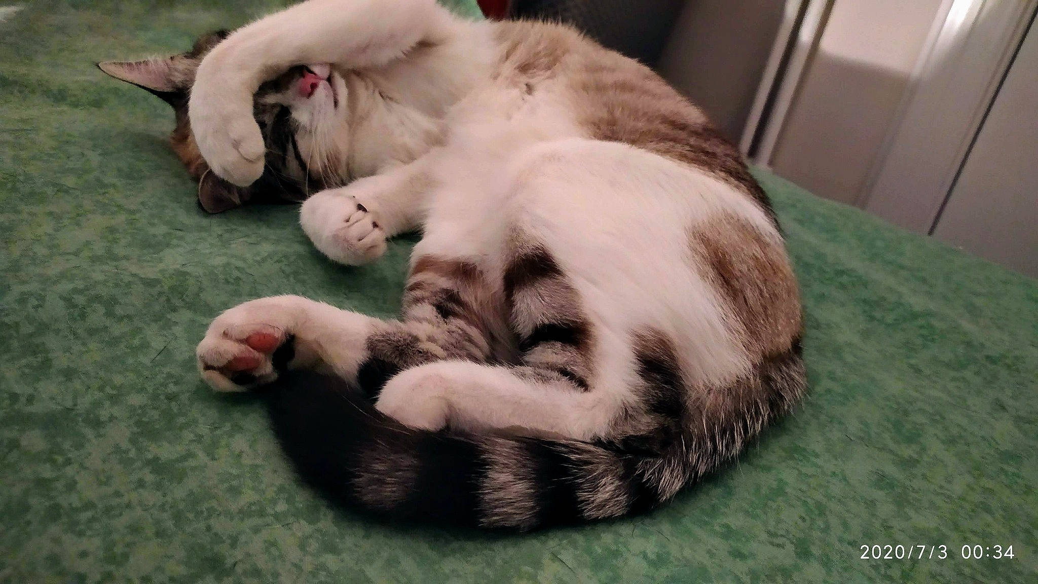 Calia participe au concours pour gagner de l'argent avec cette photo : carnivore, cat, cat_bed, cat_supply, claw, comfort, companion_dog, dog_breed, domestic_short_haired_cat, fawn, felidae, fur, grass, nap, paw, small_to_medium_sized_cats, snout, tail, terrestrial_animal, whiskers