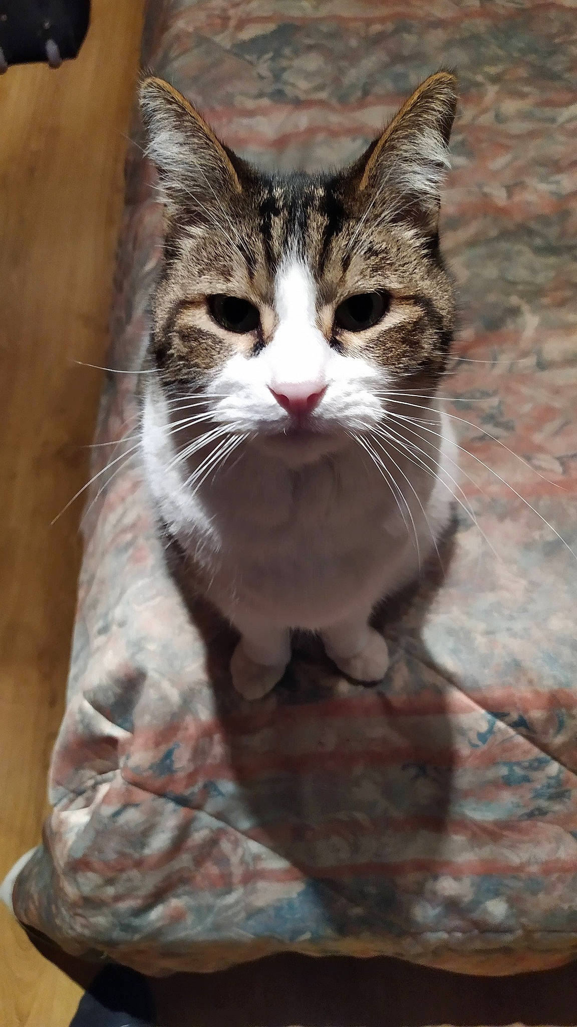 Calvin participe au concours pour gagner de l'argent avec cette photo : carnivore, cat, claw, domestic_short_haired_cat, felidae, fur, paw, small_to_medium_sized_cats, snout, terrestrial_animal, tree, whiskers, window, wood