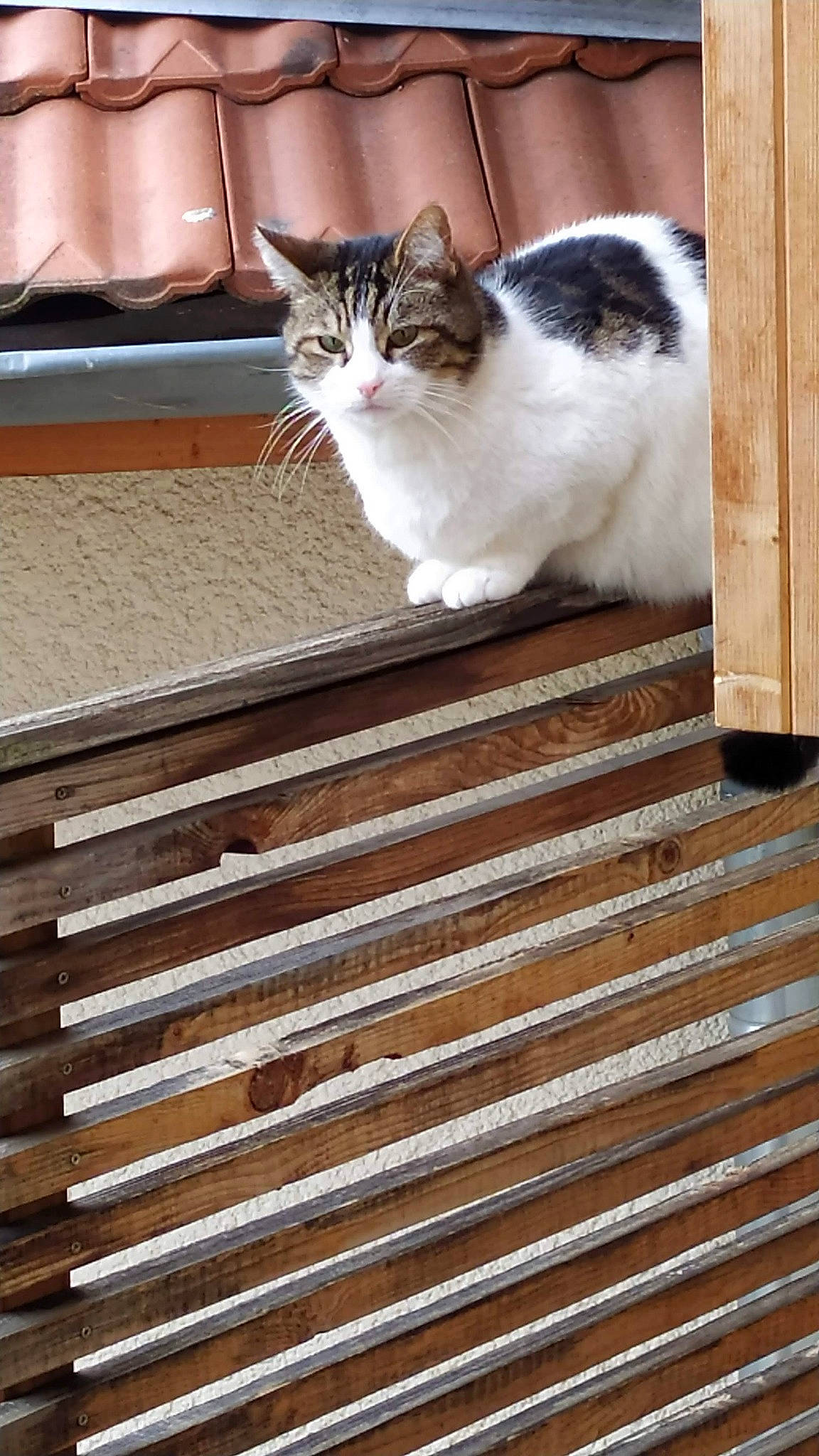 Calvin a rejoint le concours — aidez-le/la à gagner de superbes lots ! carnivore, cat, domestic_short_haired_cat, felidae, flooring, foot, fur, hardwood, line, paw, sitting, small_to_medium_sized_cats, snout, stairs, tail, whiskers, window, wood, wood_flooring, wood_stain