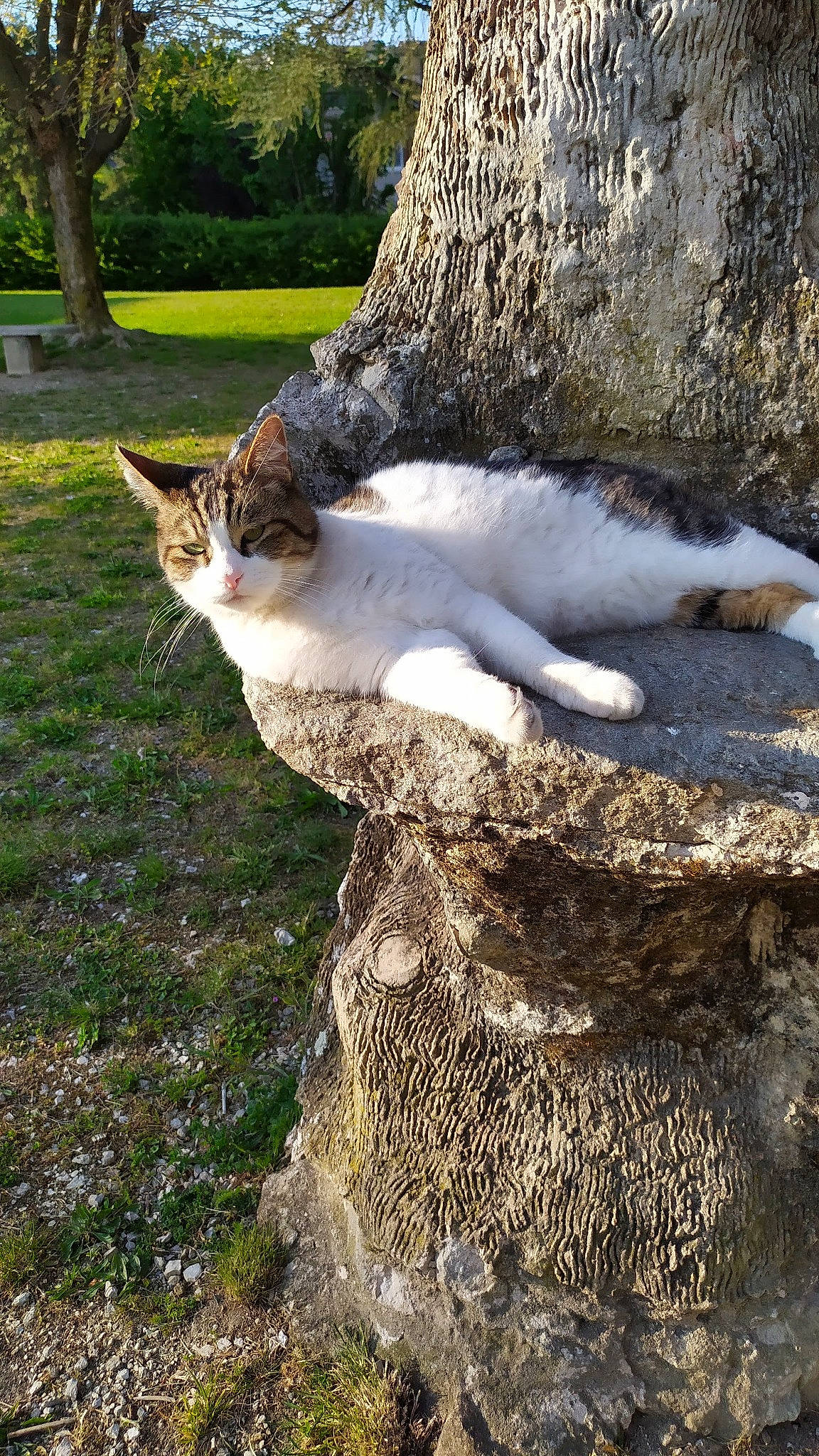 Calvin participe au concours pour gagner de l'argent avec cette photo : carnivore, cat, domestic_short_haired_cat, fawn, felidae, fur, grass, paw, plant, sand, sitting, small_to_medium_sized_cats, snout, tail, terrestrial_animal, tree, trunk, whiskers, wildlife, wood