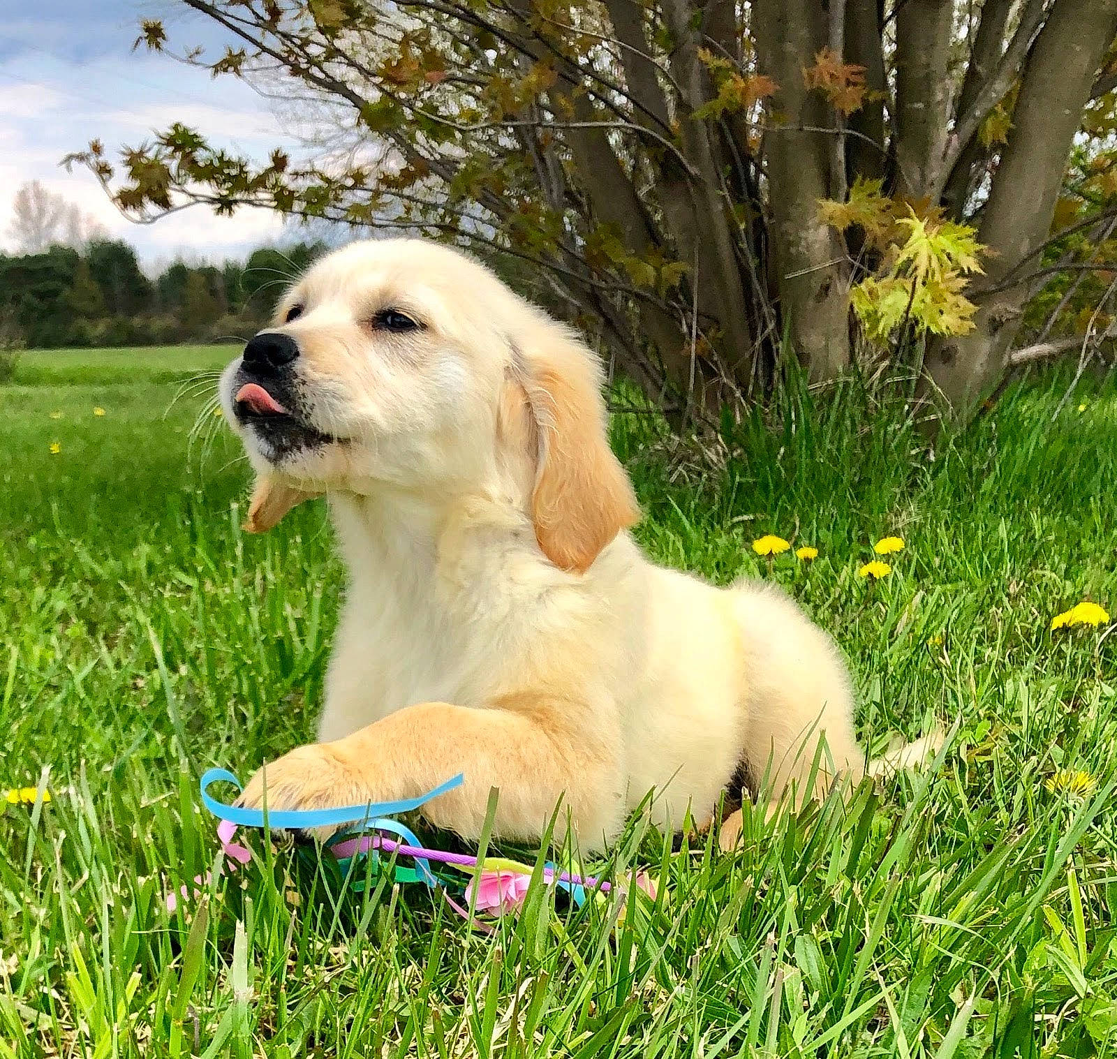 Maisie is registered to the contest to win money with this photo: canidae, carnivore, companion_dog, dog, dog_breed, golden_retriever, grass, labrador_retriever, mammal, meadow, plant, puppy, rare_breed_dog, retriever, sporting_group, vertebrate