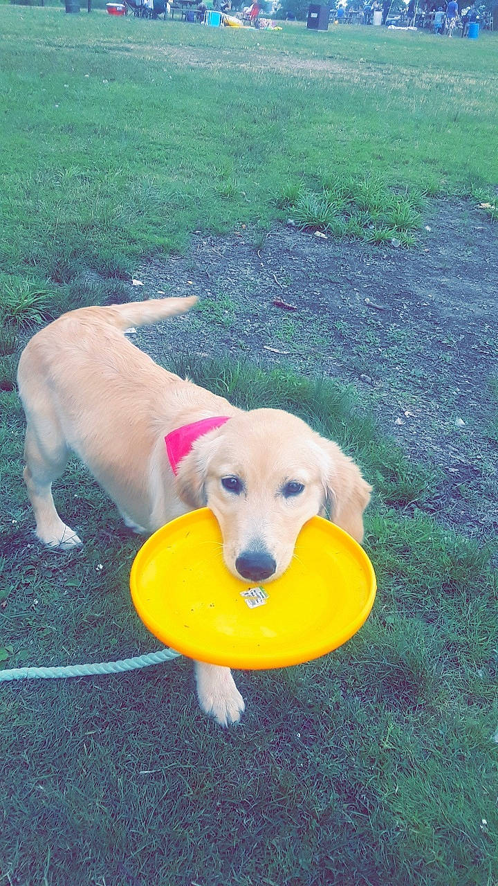 Maisie is registered to the contest to win money with this photo: beagador, canidae, carnivore, companion_dog, dog, dog_breed, dog_toy, fawn, golden_retriever, grass, labrador_retriever, mammal, play, puppy, retriever, sporting_group, tail, vertebrate, yellow