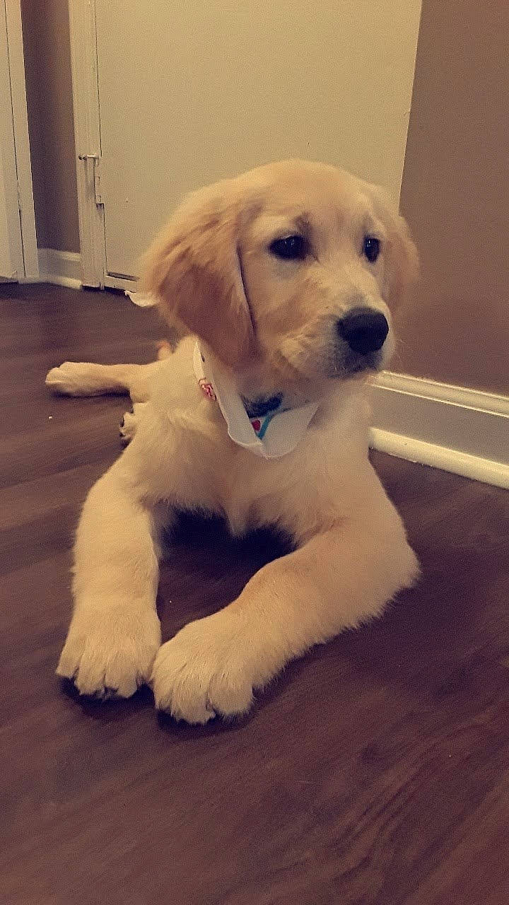 Maisie joined the competition — help win amazing prizes! akbash_dog, beagador, canidae, carnivore, companion_dog, dog, dog_breed, golden_retriever, labrador_retriever, mammal, maremma_sheepdog, mucuchies, nose, polish_tatra_sheepdog, puppy, retriever, slovak_cuvac, small_greek_domestic_dog, sporting_group, vertebrate