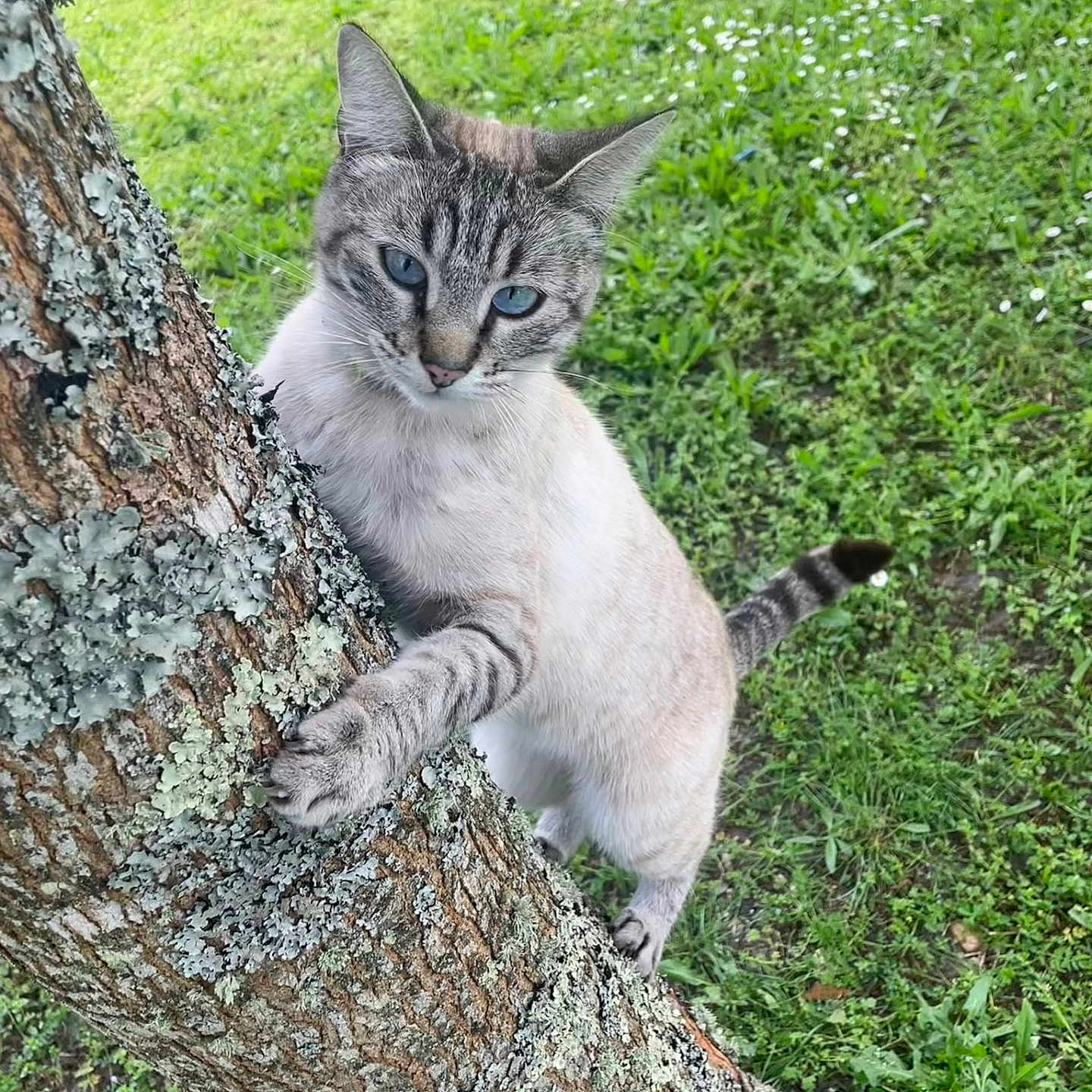 Lala a rejoint le concours — aidez-le/la à gagner de superbes lots ! animal, backyard, cat, face, grass, green, head, herbal, herbs, kitten, nature, outdoors, person, pet, plant, rock, siamese, tree, vegetation, yard