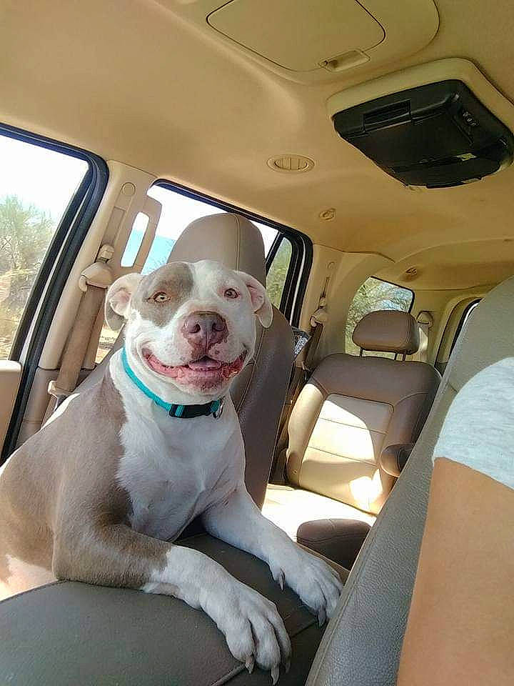 Odi is registered to the contest to win money with this photo: american_bulldog, american_pit_bull_terrier, canidae, car, car_seat, carnivore, dog, dog_breed, fawn, mammal, non_sporting_group, pit_bull, snout, sporting_group, vehicle