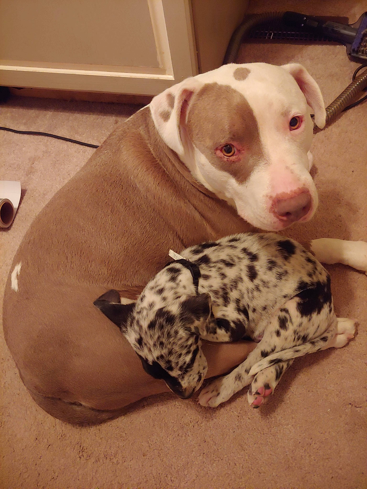 Odi joined the competition — help win amazing prizes! american_bulldog, american_pit_bull_terrier, canidae, carnivore, catahoula_bulldog, dalmatian, dog, dog_breed, dogo_guatemalteco, fawn, mammal, non_sporting_group, pit_bull, snout, sporting_group, vertebrate