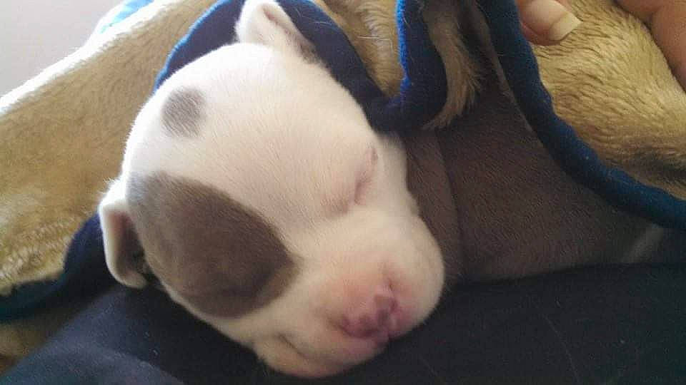 Odi is registered to the contest to win money with this photo: american_bulldog, american_pit_bull_terrier, american_staffordshire_terrier, canidae, carnivore, dog, dog_breed, fawn, mammal, non_sporting_group, pit_bull, puppy, puppy_love, snout, vertebrate