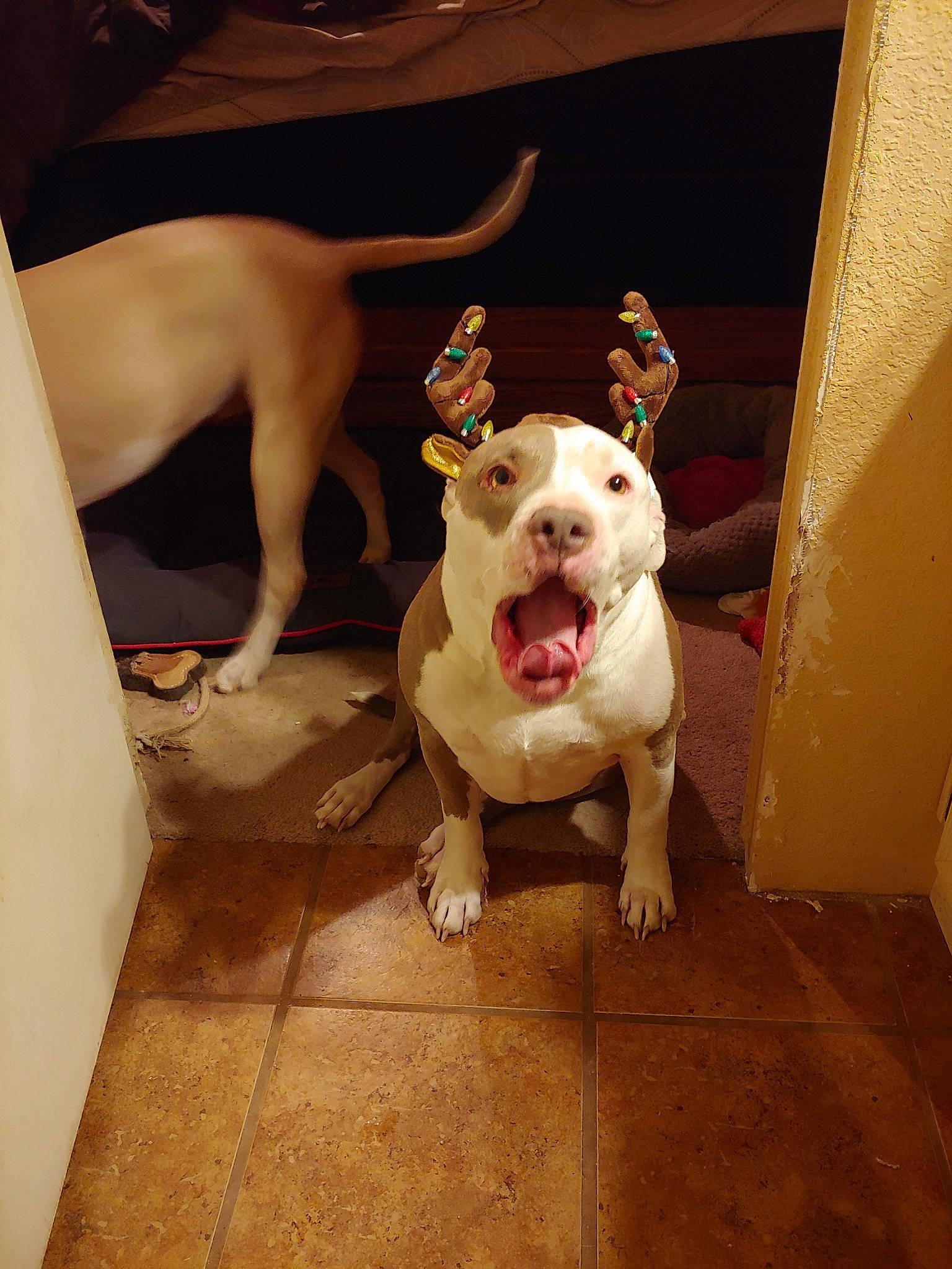 Odi is registered to the contest to win money with this photo: american_bulldog, american_pit_bull_terrier, bull_and_terrier, bull_terrier, bull_terrier_miniature, canidae, carnivore, dog, dog_breed, dogo_argentino, dogo_guatemalteco, fawn, gull_terr, mammal, non_sporting_group, old_english_terrier, pit_bull, rare_breed_dog, snout, vertebrate