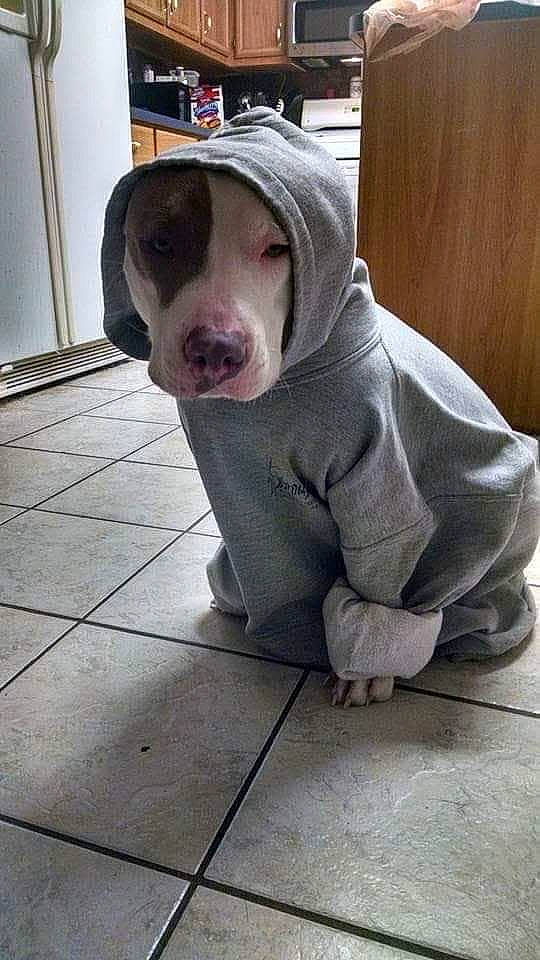 Odi joined the competition — help win amazing prizes! american_pit_bull_terrier, beagador, canidae, carnivore, companion_dog, dog, dog_breed, fawn, mammal, non_sporting_group, nose, pit_bull, pointing_breed, snout, sporting_group, weimaraner