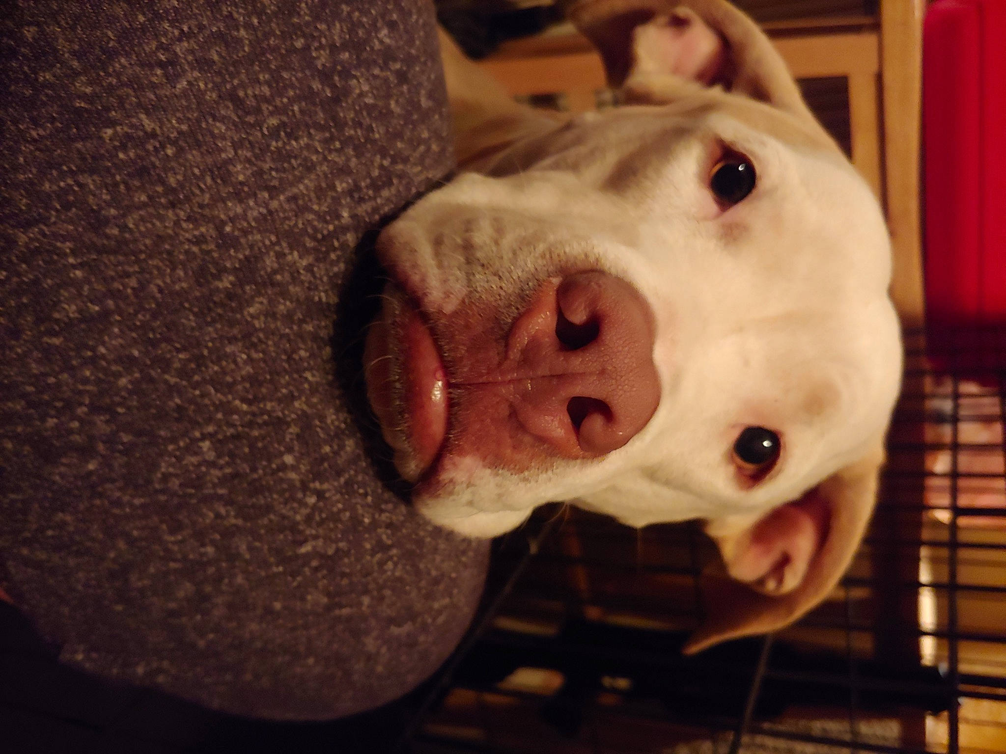 Duckie is registered to the contest to win money with this photo: american_bulldog, canidae, carnivore, dog, dog_breed, dogo_argentino, dogo_guatemalteco, ear, guard_dog, mammal, non_sporting_group, nose, pit_bull, snout, valley_bulldog, vertebrate