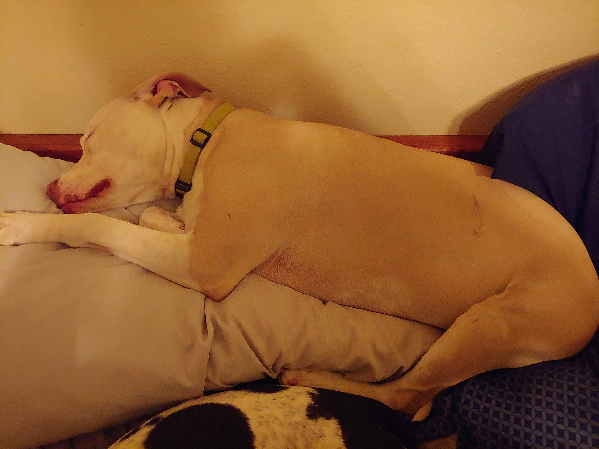 Duckie joined the competition — help win amazing prizes! american_bulldog, canidae, carnivore, companion_dog, couch, dog, dog_breed, dogo_argentino, ear, fawn, nap, non_sporting_group, puppy_love, snout