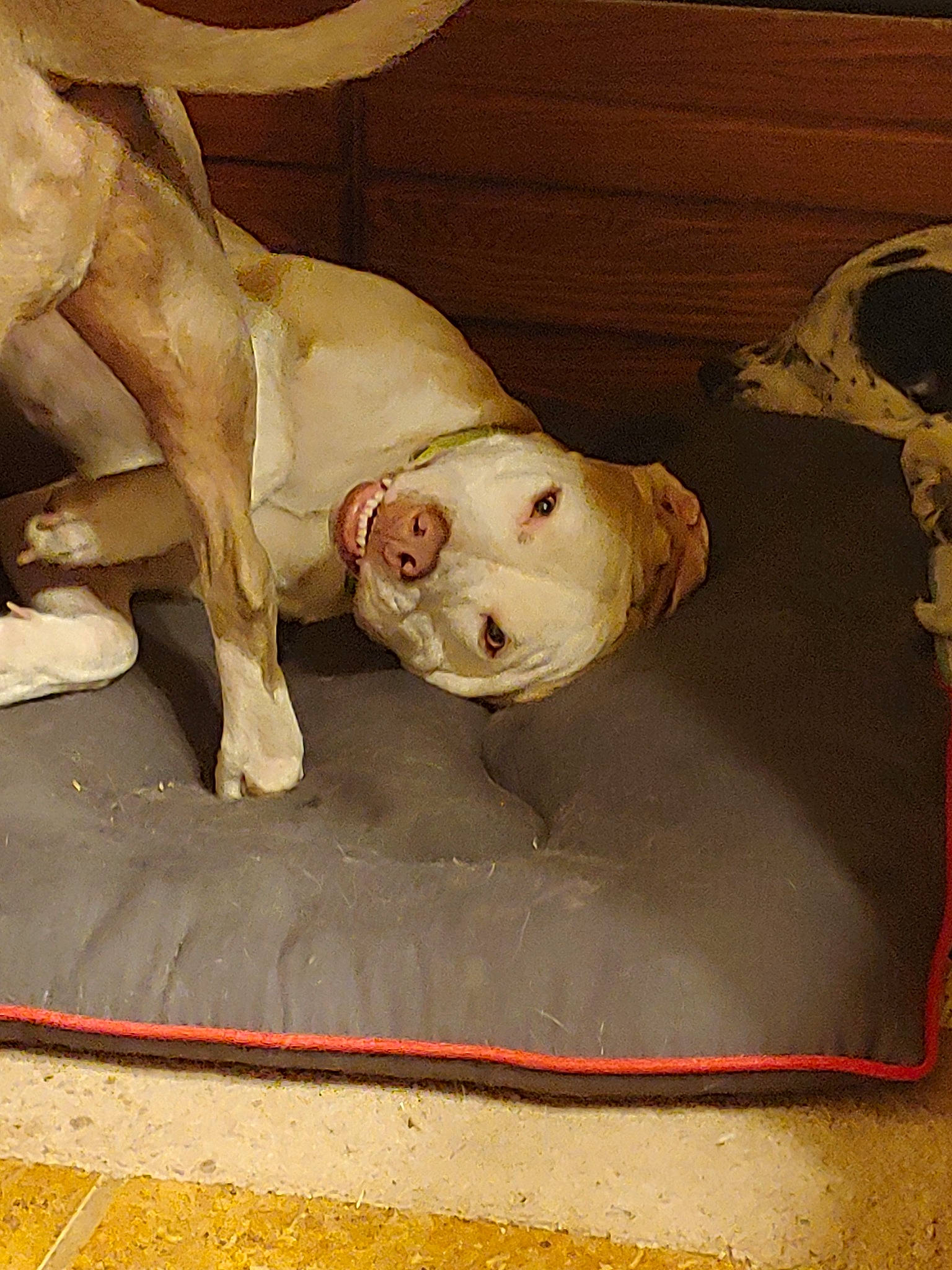 Duckie is registered to the contest to win money with this photo: american_bulldog, canidae, carnivore, dog, dog_breed, fawn, sporting_group