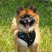 Juno is registered to the contest to win money with this photo: animal, canine, cute, dog, ears, fur, grass, greenery, happy, harness, joyful, mammal, nature, outdoor, pet, small_dog, smiling, standing, sunlight, tongue