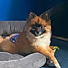 Juno is registered to the contest to win money with this photo: animal, black_face, blue_wall, brown_fur, carpet, companion, cozy, crossed_paws, curious_expression, cute, diaper, dog, domestic, fluffy, indoor, lying_down, pet_bed, pomeranian, resting, small_dog