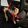 dog, graduation_cap, graduation_gown, black_couch, fur, pet, indoors, red_tassel, costume, animal, sitting, small_dog, celebration, furry, black_fur, light_brown_fur, portrait, cute, pet_clothing, home