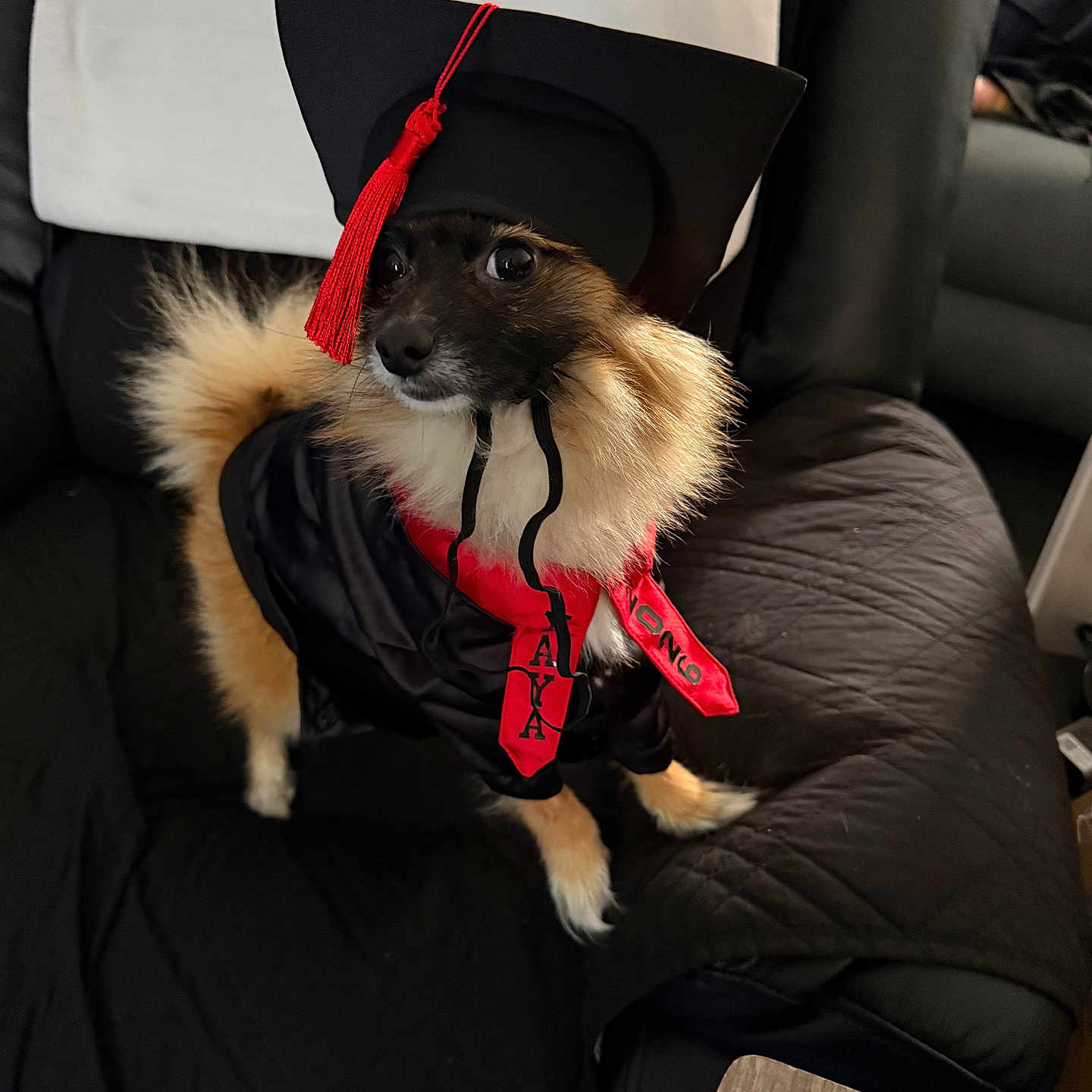 Juno is registered to the contest to win money with this photo: dog, graduation_cap, graduation_gown, black_couch, fur, pet, indoors, red_tassel, costume, animal, sitting, small_dog, celebration, furry, black_fur, light_brown_fur, portrait, cute, pet_clothing, home