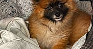 Juno joined the competition — help win amazing prizes! animal, bed, blanket, canine, cozy, cushion, cute, dog, domestic_animal, fluffy, fur, furniture, indoor, looking_up, pet, pomeranian, portrait, resting, small_dog, warm