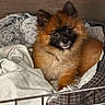 Juno joined the competition — help win amazing prizes! dog, pomeranian, fluffy, pet, bed, blanket, cushion, indoor, cozy, fur, animal, cute, resting, small_dog, canine, looking_up, furniture, warm, domestic_animal, portrait