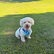 Enzo joined the competition — help win amazing prizes! dog, white_dog, grass, outdoor, sunlight, harness, park, pet, happy, tongue_out, nature, greenery, small_dog, curly_fur, daytime, sitting, canine, blue_harness, background_cars, trees