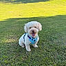 dog, white_dog, grass, outdoor, sunlight, harness, park, pet, happy, tongue_out, nature, greenery, small_dog, curly_fur, daytime, sitting, canine, blue_harness, background_cars, trees