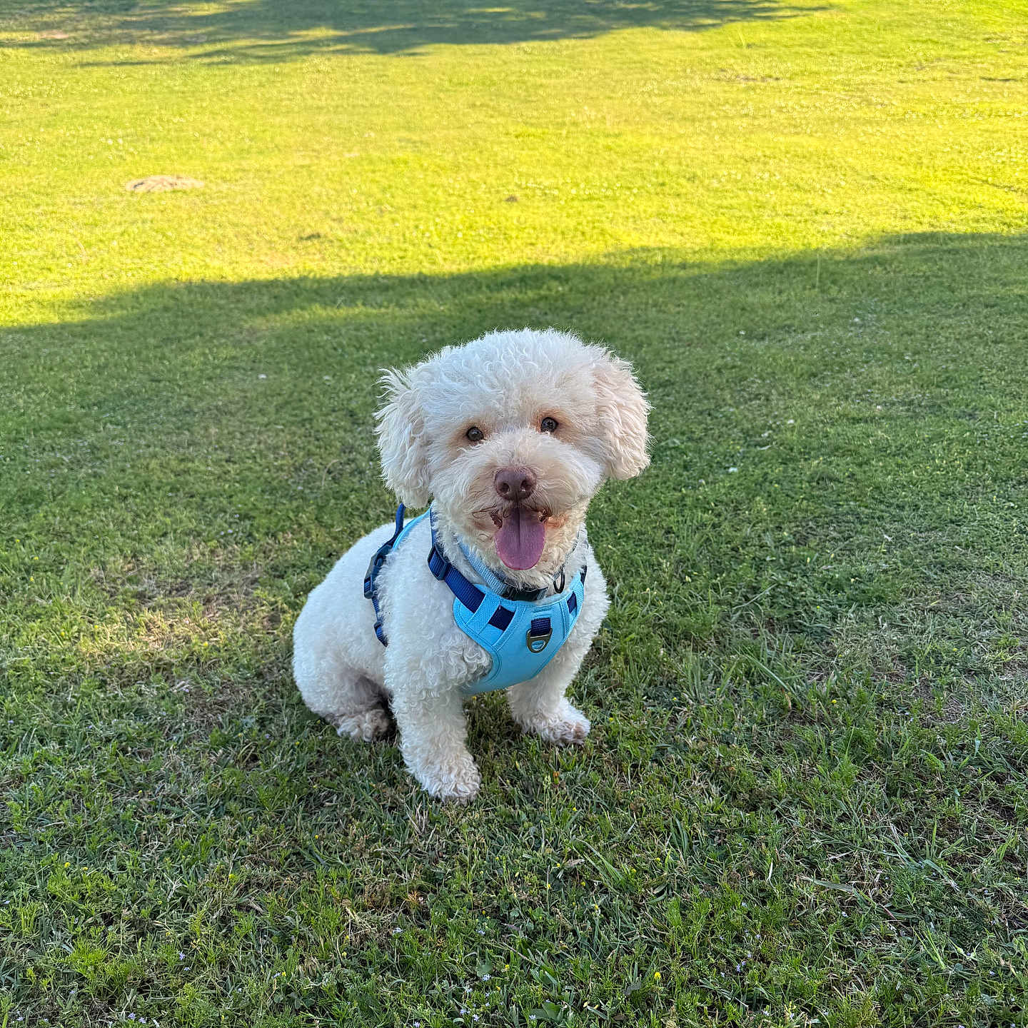 Enzo