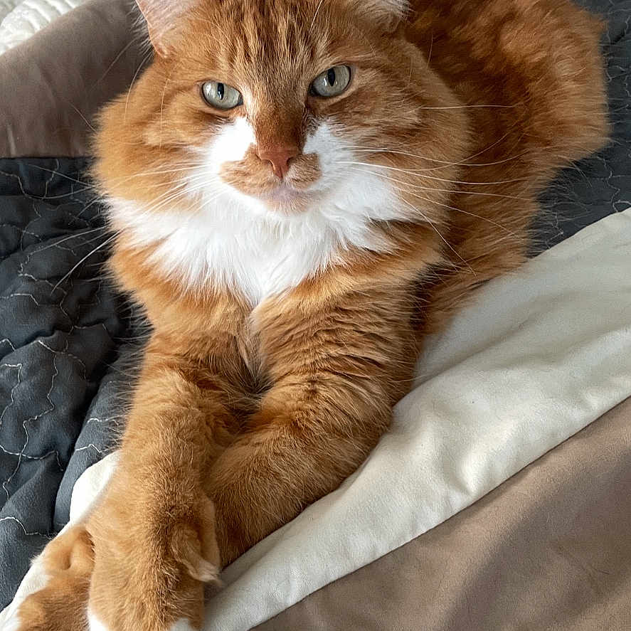 Enzo