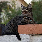 Ruby is registered to the contest to win money with this photo: cat, tabby_cat, pet, outdoor, wall, fence, collar, charm, whiskers, greenery, blurred_background, dusk, fur, paws, tail, eyes, portrait, resting, masonry, backyard