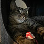 cat, tabby_cat, feline, whiskers, green_eyes, paw, toy, ribbon, cozy, indoor, close_up, portrait, fur, pet, animal, bed, cat_house, playful, relaxed, curious