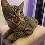 Ruby is registered to the contest to win money with this photo: cat, kitten, tongue_out, licking, whiskers, paws, close_up, indoor, pet, feline, stool, cushion, purple_wall, textured_wall, eyes, curious, portrait, domestic_animal, relaxed, home