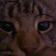 Max joined the competition — help win amazing prizes! cat, close_up, face, eyes, whiskers, nose, tabby, indoor, pet, grainy, low_light, portrait, feline, stripes, brown, macro, blurry, sleepy, close_crop, domestic_cat