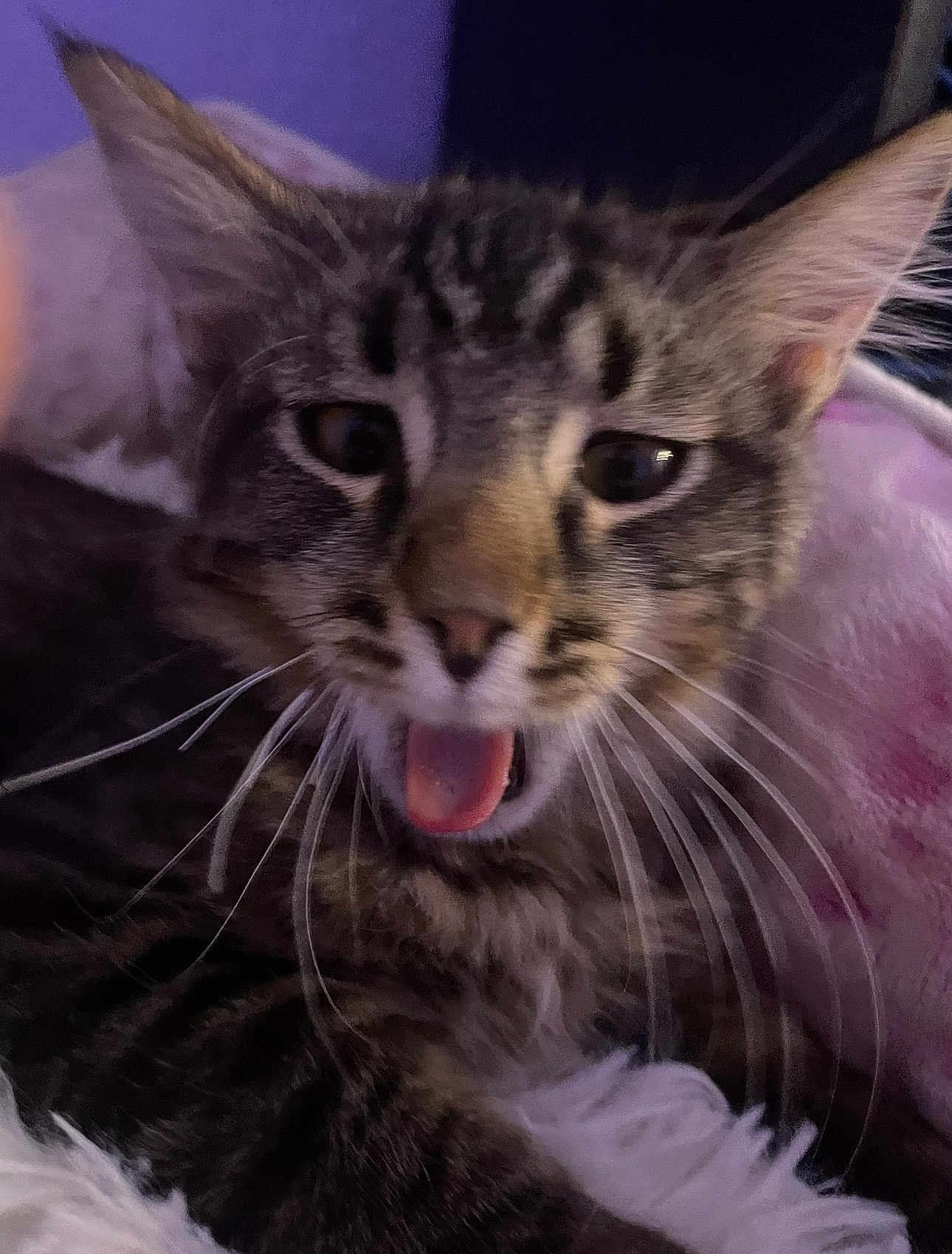 Max joined the competition — help win amazing prizes! cat, kitten, tabby, tongue_out, whiskers, close_up, pet, feline, fur, ears, eyes, nose, mouth, indoor, blanket, pillow, cute, playful, blurry, cozy