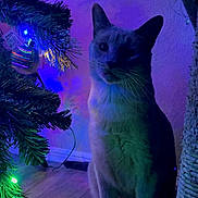 Thomas is registered to the contest to win money with this photo: cat, feline, christmas_tree, ornament, holiday_lights, whiskers, paws, sitting, indoor, wood_floor, purple_lighting, green_lighting, shadow, pet, ear, curiosity, decoration, wall, festive, night