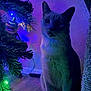 cat, feline, christmas_tree, ornament, holiday_lights, whiskers, paws, sitting, indoor, wood_floor, purple_lighting, green_lighting, shadow, pet, ear, curiosity, decoration, wall, festive, night
