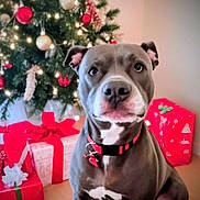 Riggs joined the competition — help win amazing prizes! dog, pet, christmas_tree, holiday, presents, decorations, red, green, white, festive, indoors, collar, animal, cute, gift, celebration, blurred_background, portrait, canine, christmas