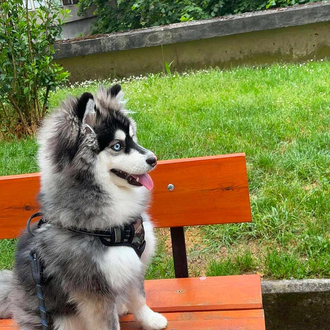 Aiko participe au concours pour gagner de l'argent avec cette photo : dog, puppy, bench, leash, grass, outdoor, park, greenery, happy, tongue_out, blue_eyes, fur, sitting, wood, nature, daytime, pet, canine, animal, playful