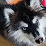 Aiko a rejoint le concours — aidez-le/la à gagner de superbes lots ! husky, puppy, dog, blue_eyes, fluffy, fur, pet, animal, carpet, blanket, cartoon, indoor, cute, young, face, ears, nose, lying_down, looking_up, domestic_animal
