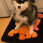 Aiko participe au concours pour gagner de l'argent avec cette photo : dog, puppy, fluffy, black_and_white, mat, cartoon, indoor, floor, cute, pet, animal, fur, sitting, looking, small, companion, domestic, curious, household, young