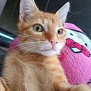 Mayo a rejoint le concours — aidez-le/la à gagner de superbes lots ! cat, orange_tabby, close_up, whiskers, ears, fur, pink_blanket, cartoon_face, glasses, indoor, pet, cute, curious, animal, portrait, soft_texture, relaxed, feline, young_cat, cozy
