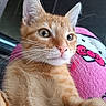 animal, cartoon_face, cat, close_up, cozy, curious, cute, ears, feline, fur, glasses, indoor, orange_tabby, pet, pink_blanket, portrait, relaxed, soft_texture, whiskers, young_cat