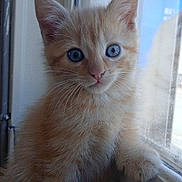 Simba participe au concours pour gagner de l'argent avec cette photo : kitten, cat, orange_cat, blue_eyes, fluffy, windowsill, paw, curious, indoor, pet, young_cat, animal, feline, close_up, cute, soft_light, whiskers, portrait, window, domestic_cat