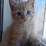 kitten, cat, orange_cat, blue_eyes, fluffy, windowsill, paw, curious, indoor, pet, young_cat, animal, feline, close_up, cute, soft_light, whiskers, portrait, window, domestic_cat