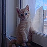cat, closeup, cozy, curious, domestic, fur, ginger_cat, glass, indoor, kitten, looking, orange_fur, paws, pet, portrait, reflection, sitting, window, windowsill, young_animal