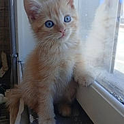 Simba participe au concours pour gagner de l'argent avec cette photo : blue_eyes, cat, close_up, curious, face, fluffy, fur, indoor, kitten, light, orange_cat, paws, pet, portrait, reflection, sitting, whiskers, window, windowsill, young