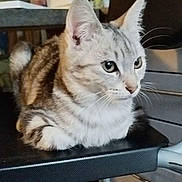 Foria participe au concours pour gagner de l'argent avec cette photo : blurred_background, cat, chair, closeup, desk, domestic_cat, ears, feline, fur, furniture, green_eyes, indoor, loaf_position, pet, portrait, sitting, striped_pattern, tabby_cat, table, whiskers